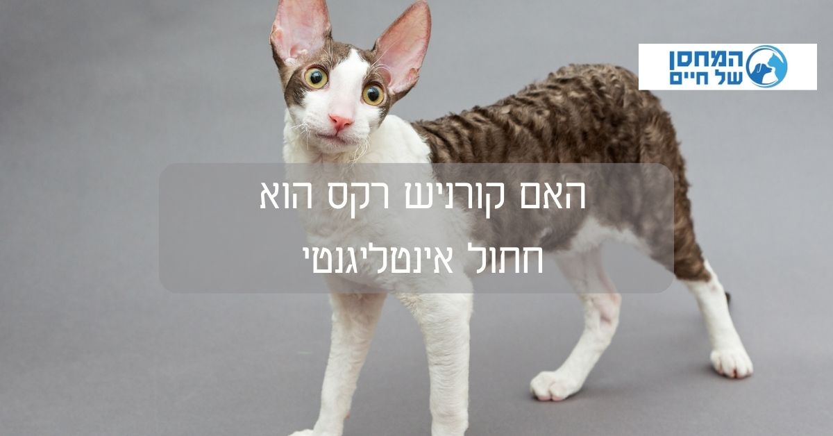 האם קורניש רקס הוא  חתול אינטליגנטי 